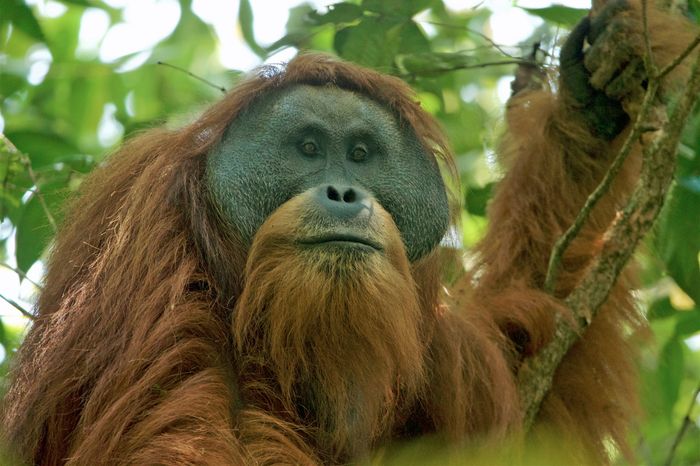 Orang utan tapanuli jantan, Pongo tapanuliensis, yang menghuni kawasan hutan Batang Toru. Status konservasi IUCN spesies ini adalah kritis.