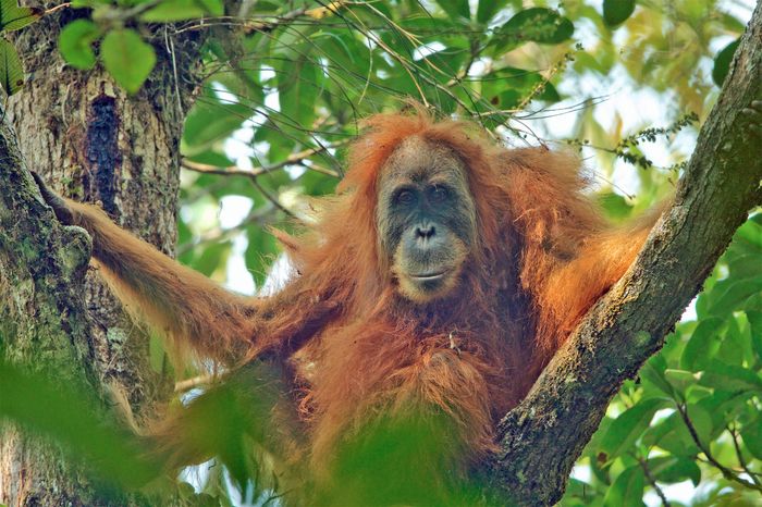 Orangutan tapanuli betina, Pongo tapanuliensis, di hutan Batang Toru.