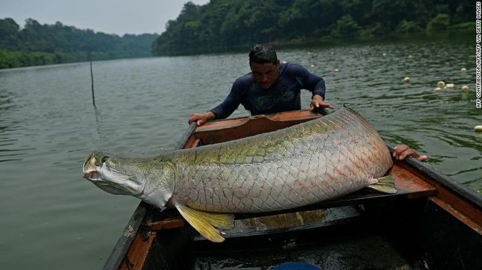 Nelayan memuat arapaima ke perahu mereka di wilayah Amazon Barat dekat Volta do Bucho di Cagar Alam Ituxi pada 20 September 2017. Pemahaman tentang evolusi makhluk hidup di Amerika Selatan selama ini bias. Mungkinkah di belahan bumi lainnya juga demikian?