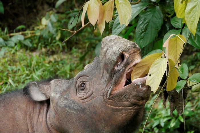 Seekor badak Sumatera jantan muda bernama Kertam, yang genomnya diurutkan dalam penelitian baru menemukan bahwa dua populasi kecil yang tersisa dari spesies tersebut menjaga kesehatan genetik yang baik, terlihat di pulau Kalimantan.