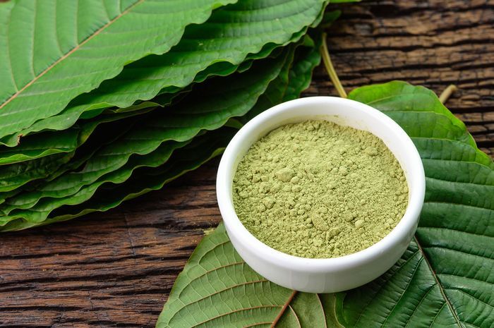 Apakah kratom bermanfaat bagi kesehatan atau justru berbahaya?