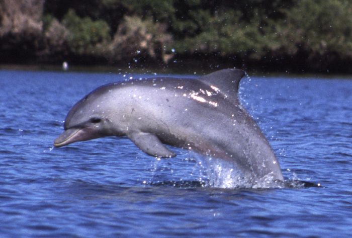 Lumba-lumba hidung botol indo-pasifik (Tursiops aduncus ).