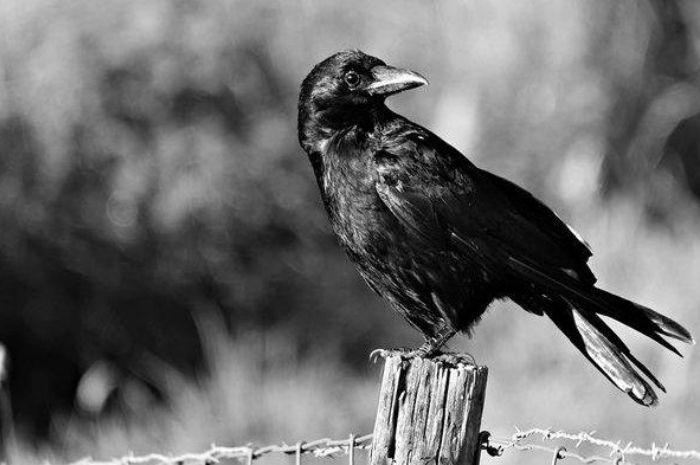 Ilustrasi burung gagak 