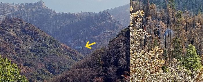 Salah satu pohon sequoia raksasa yang ikonik di California baru-baru ini ditemukan masih dalam kondisi membara dan berasap.