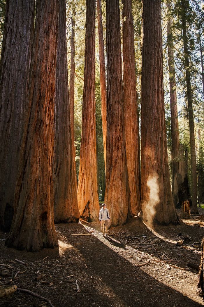 Taman Nasional Sequoia adalah kawasan konsrvasi di selatan Sierra Nevada, California, Amerika Serikat. Inilah taman nasional ketiga yang dibentuk di Amerika Serikat pada 1890.