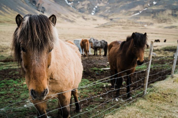 Kuda Islandia yg pendek nan lucu bisa ditemui di peternakan di pinggir jalan . Umumnya ada di bagian barat Islandia.