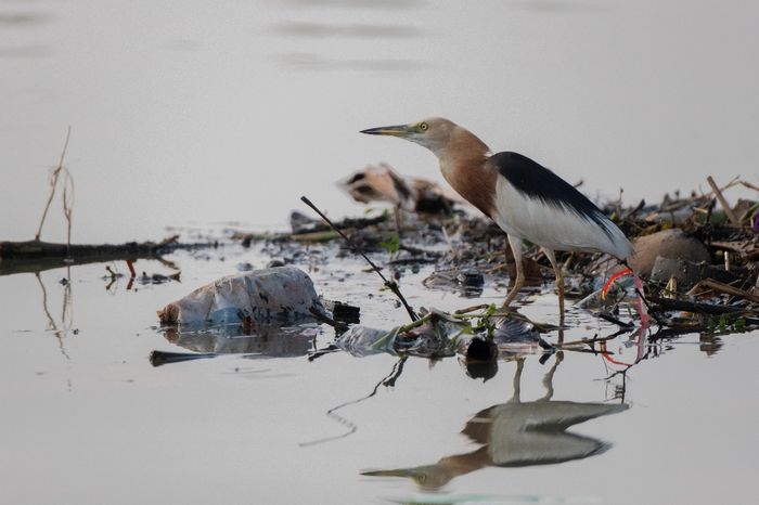 Blekok sawah (Ardeola speciosa) adalah salah satu spesies burung yang menyebar luas di Asia Tenggara. Burung blekok sawah memiliki panjang tubuh sekitar 46 sentimeter.