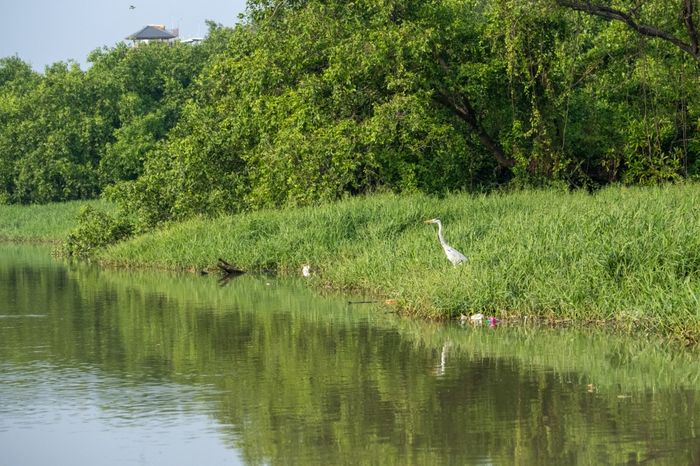 Burung Cangak Abu terlihat pada pagi hari di sekitar pesisir Hutan Lindung Angke-Kapuk, Jakarta. Hutan Lindung Angke-Kapuk terletak di di wilayah pesisir peralihan antara daratan dan lautan di bagian barat laut DKI Jakarta.
