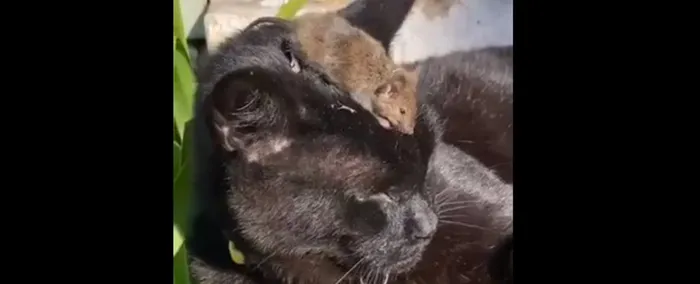Wabah tikus di Australia: tikus rumah naik ke atas kepala kucing.