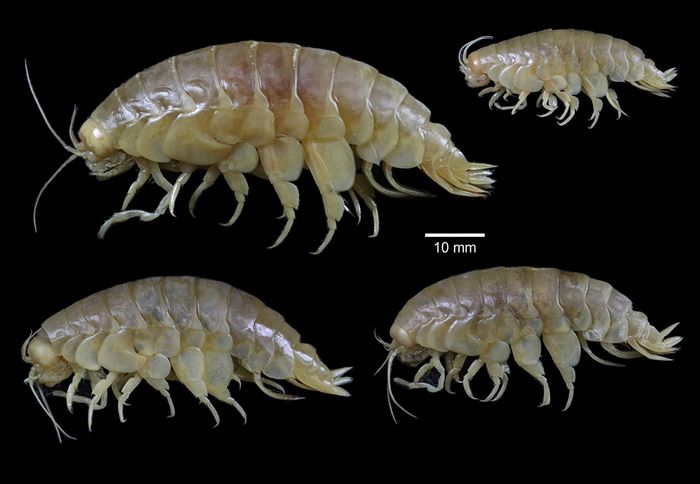Spesies krustasea 'raksasa' yang bentuk tubuhnya mirip udang ditemukan di laut dalam. Krustasea ini adalah pemakan bangkai.