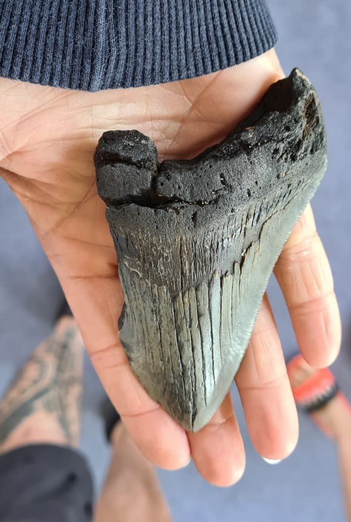 Fosil gigi megalodon yang ditemukan di pantai Naze.