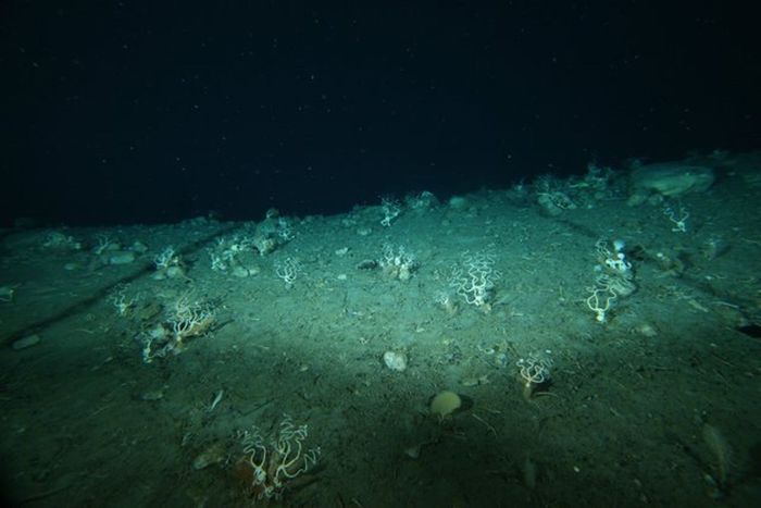 Sebuah pemandangan laut dalam, kehidupan di mana sinar matahari tak sampai menyentuh dasar samudra.