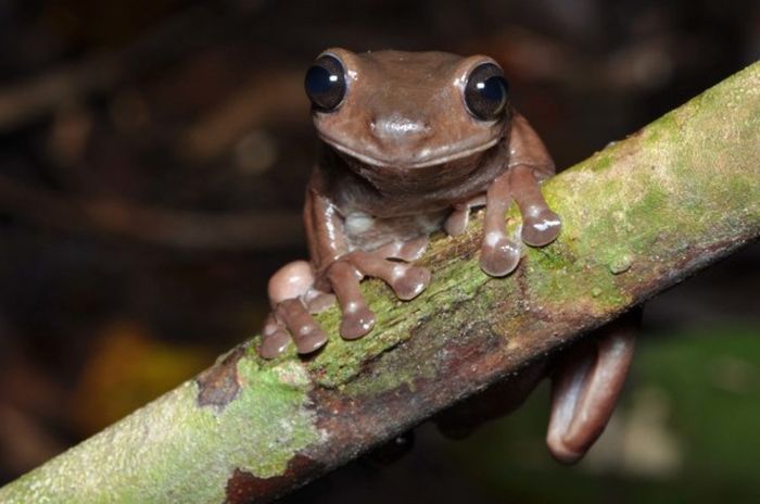 Spesies baru katak pohon Litoria mira.