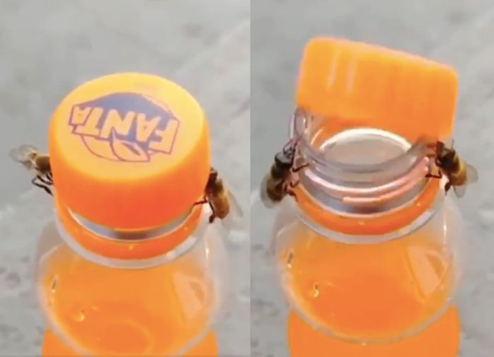 Sebuah video yang memperlihat dua ekor lebah sedang bekerja sama membukan tutup botol Fanta menghebohkan jagat Twitter.