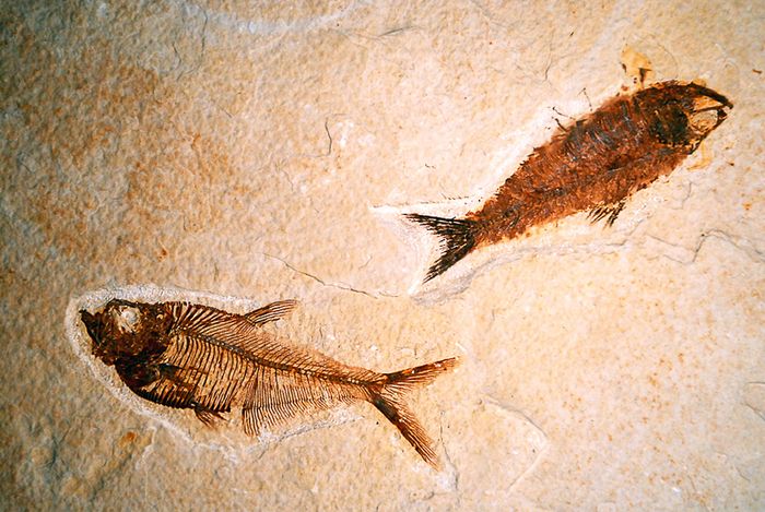 Ichthyolith—bahasa Yunani kuno ichthys yang berarti 'ikan, lithos berarti 'batu'— fosil ikan yang diawetkan secara lengkap atau sebagian berupa sisik atau tulang.