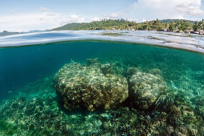 THE FADING COLORS OF THE CORAL REEFS At one to three meters below the sea, bleached corals are visible from nearby settlements. These corals are located in the island of West Yensawai, Rajaampat Islands, West Papua, Indonesia.