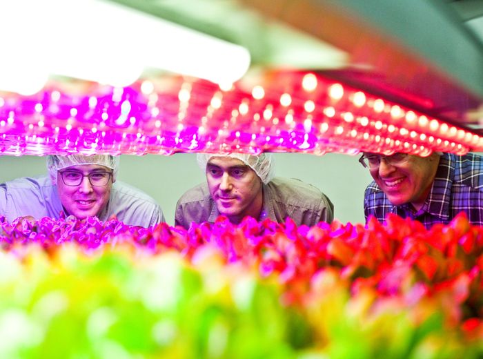 Menggunakan LED yang dikalibrasi dengan baik, AeroFarms mampu menanam sayuran tanpa sinar matahari. FOTO OLEH BRYAN ANSELM THE NEW YORK TIMES.