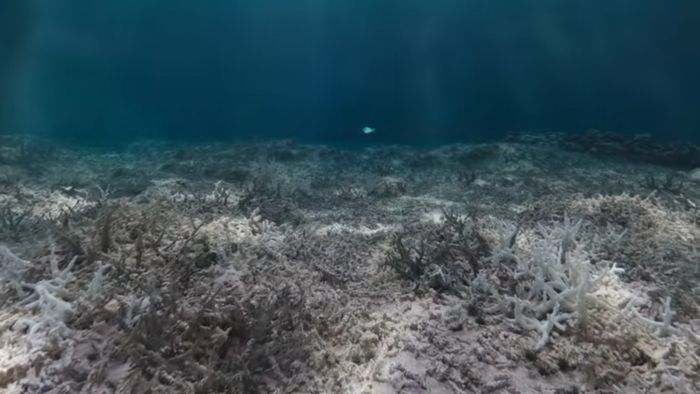 Pemutihan karang. Terumbu karang ibarat hutan hujan tropis yang menjadi habitat bagi seperempat biota laut di Bumi. Namun, kini, keberadaannya terancam oleh manusia dan perubahan iklim.