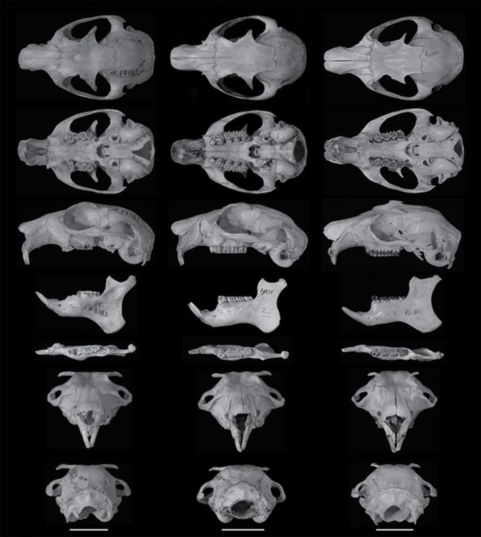 Tengkorak Eupetaurus, dari kiri ke kanan: E. cinereus (FLMNH 28583) dari Pakistan; E. tibetensisNML 19524, holotipe, dari Tibet; dan E. nivamonsKIZ 034190, holotipe, dari Yunnan. Bilah skala (di bawah setiap seri tengkorak): 2 cm.