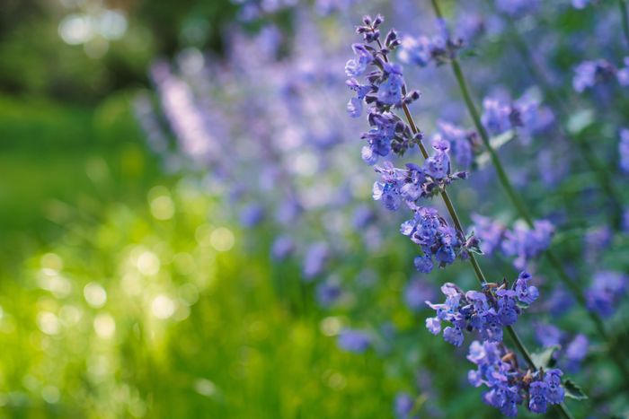 Ilustrasi Tanaman Catnip