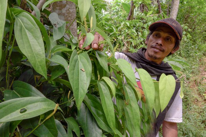 Suparno dan kebun kemukusnya di Desa Muncar, Kabupaten Temanggung. Produksi nasional buah kemukus saat ini hanya sekitar 223 ton/tahun, dengan luasan 517 hektare. Padahal kemukus termasuk rempah berharga tinggi.