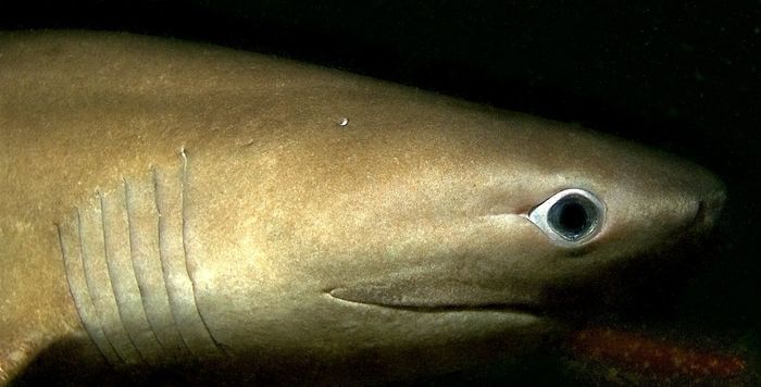 hiu enam insang berhidung tumpul yang misterius. Ikan yang disebut juga sebagai hiu sapi ini merupakan predator puncak yang tubuhnya dapat mencapai panjang enam meter.