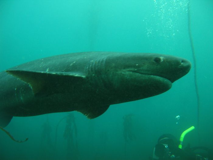 Seperti namanya, hiu ini memiliki enam insang, bukan lima insang biasa seperti hiu pada umumnya. Mereka adalah predator terbesar di laut dalam.