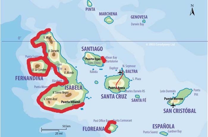 95 persen populasi penguin galapagos tersebar di dua pulau utama, yakni Pulau Fernandina dan Pulau Isabela.