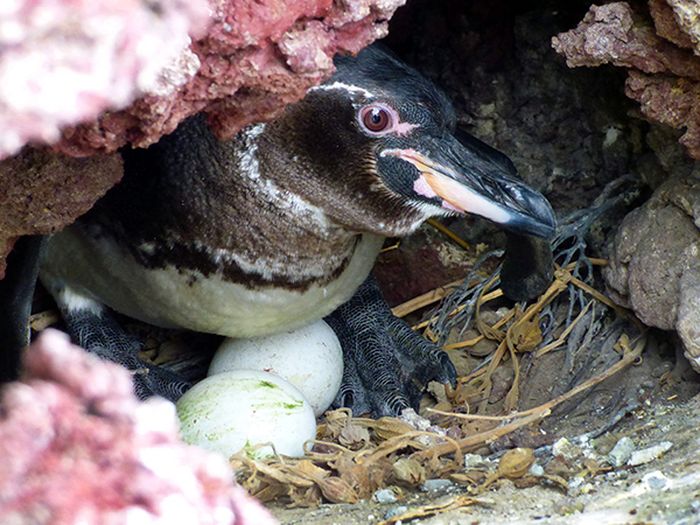 Seekor penguin galapagos yang menjaga telur-telurnya di sarang. Penguin ini biasanya membuat sarang di gua atau ceruk bebatuan di sekitar pantai.