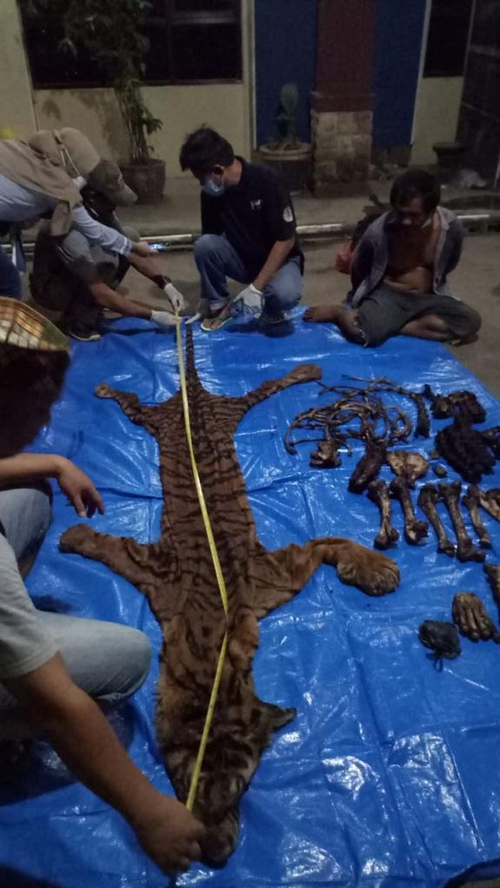 Plaku berinisial MJY sedang membawa dua kardus berisi kulit dan tulang harimau. Lengkap kepala, badan, kaki, dan ekornya. Berdasarkan kondisi kulitnya, diduga kuat bahwa harimau itu diburu dengan jerat. (KLHK)