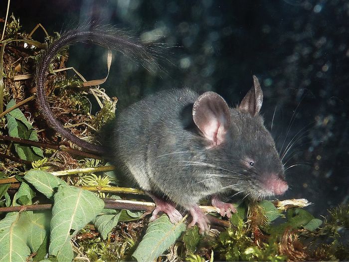 Tikus kerdil Cina ( Typhlomys cinereus ) adalah spesies hewan pengerat dari keluarga Platacanthomyidae yang ditemukan di Cina dan Vietnam.