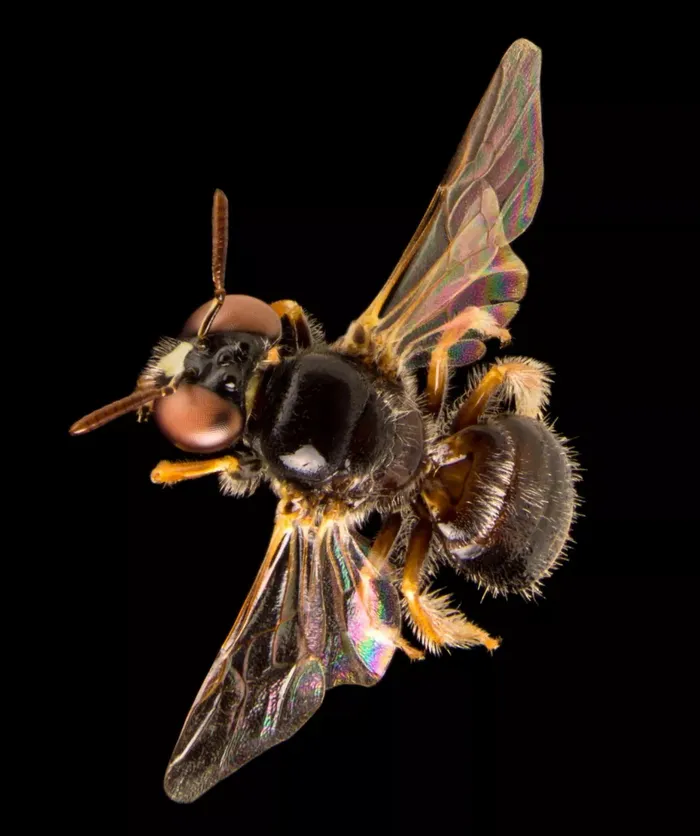 Lebah Exoneurella tridentate yang diduga berasal dari Antarktika.