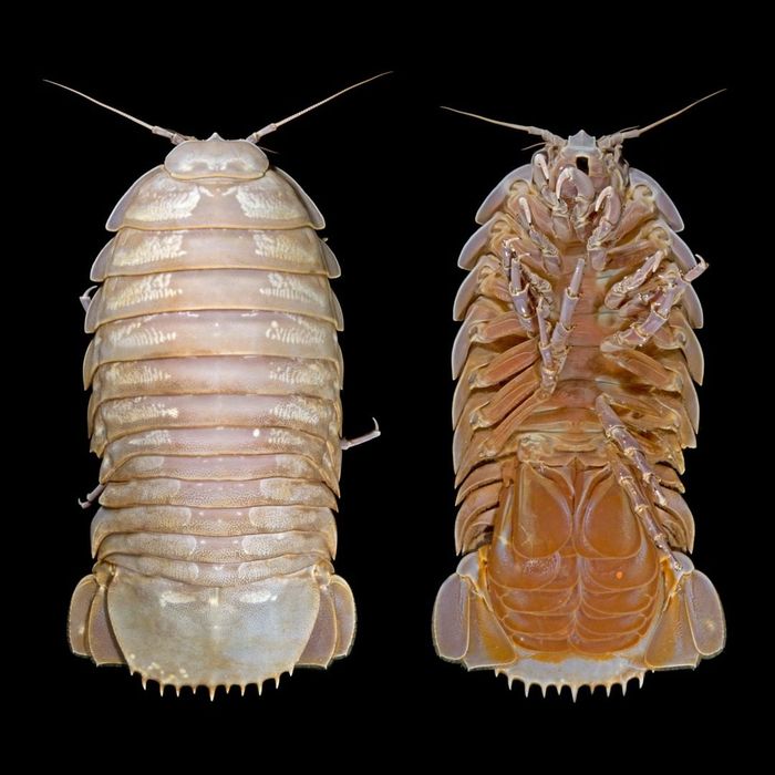 Isopoda memili berbagai macam ukuran, mulai dari beberapa spesies Microcerberidae hanya 0,3 mm sampai Bathynomus spp. laut dalam yang hampir 50 cm.