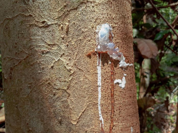 Kapur Barus atau kamper merupakan rempah berbentuk kristal resin putih yang diperoleh dari batang pohon kapur (Dryobalanops Aromatica). Khasiat kapur barus sebagai obat, disebut beberapa kali dalam naskah Ramayana versi Jawa yang ditulis pada abad ke-9.