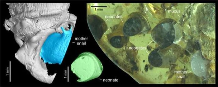 CT scan fosil siput darat terungkap bahwa induk siput memiliki tinggi 11 milimeter.