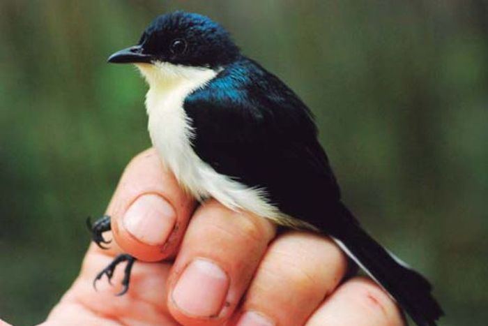 Spesies baru burung berrypecker yang ditemukan di Papua Barat ini diberi nama Melanocharis citreola, sp. nov. Mil&aacute;, Ashari &amp; Th&eacute;baud.