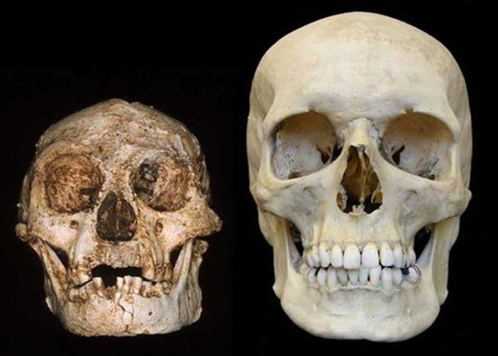 Perbedaan ukuran tengkorak Homo floresiensis dan manusia modern