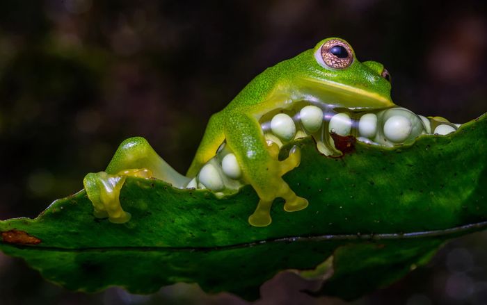Seekor katak kaca raksasa Magdalena betina (Ikakogi tayrona) menutupi telurnya di wilayah Sierra Nevada de Santa Marta di timur laut Kolombia. Spesies dengan panjang satu inci ini tidak biasa karena ibu merawat embrio mereka. (JAIME CULEBRAS)
