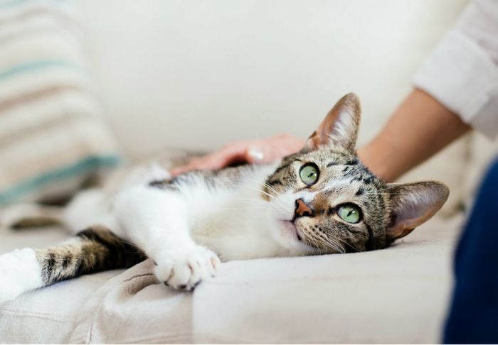 Kucing dan manusia