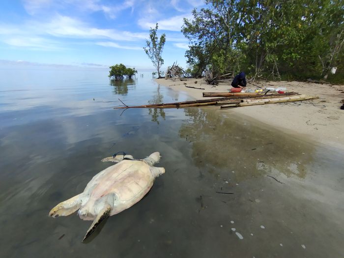 Bangkainya  penyu hijau (Chelonia mydas) di Pulau Panampeng, Kepulauan Tonyamang, Teluk Mandar, Sulawesi Barat. Penyu malang itu terapung di tepi hutan mangrove dengan salah satu siripnya yang terpotong. 