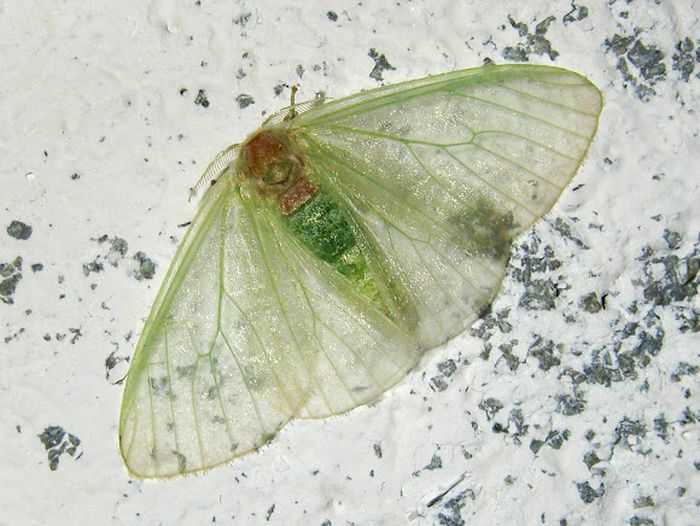 Spesies Arctornis dengan perut hijau dan urat sayap hijau. Sayap sangat transparan sehingga kita dapat melihat tanda dinding . Ngengat ini tertarik dengan lampu malam di hutan hujan tropis dataran rendah Tawau Hills Park, Sabah, Malaysia (Kalimantan).