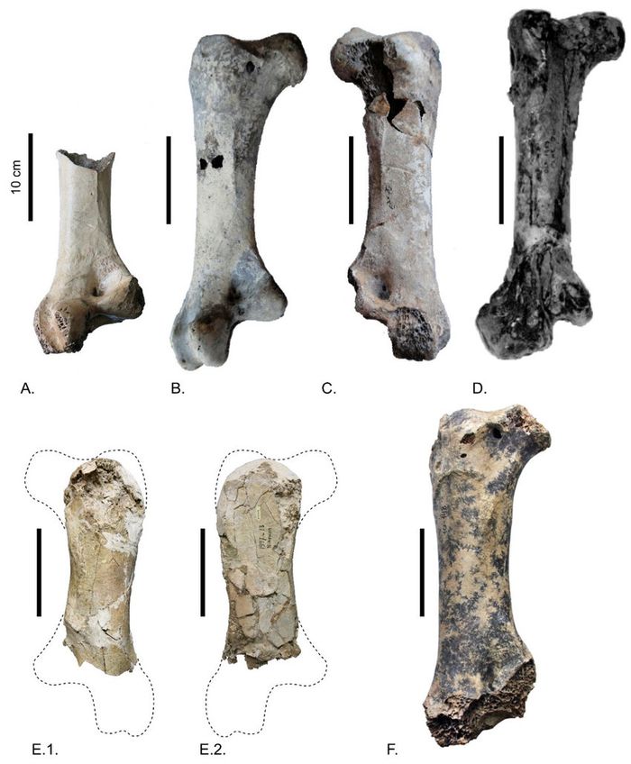 Perbandingan femur MNHN-NIH008 dengan femora lain dari burung unta Pleistosen. (A) Tulang paha Struthio anderssoni, dari Zhoukoudian di Tiongkok. (B) Tulang paha Pachystruthio dmanisensis di Georgia. (C) Tulang paha Pachystruthio lih. dmanisensis dari Georgia. (D) Tulang paha Struthio oldawayi, dari Olduvai di Tanzania. (E) tulang paha burung unta raksasa (Pachystruthio indet.) dari Pleistosen Bawah Cekungan Nihewan, Tiongkok utara. (F) Tulang paha Pachystruthio lih. dmanisensis, dari Gua Taurida di Crimea. Sumber: A Giant Ostrich from the Lower Pleistocene Nihewan Formation of North China, with a Review of the Fossil Ostriches of China.
