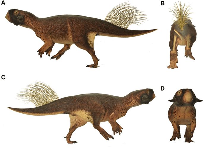 Psittacosaurus merupakan sejenis ceratopsian, kelompok dinosaurus herbivora berparuh yang hidup awal sekitar 101 hingga 126 juta tahun lalu.