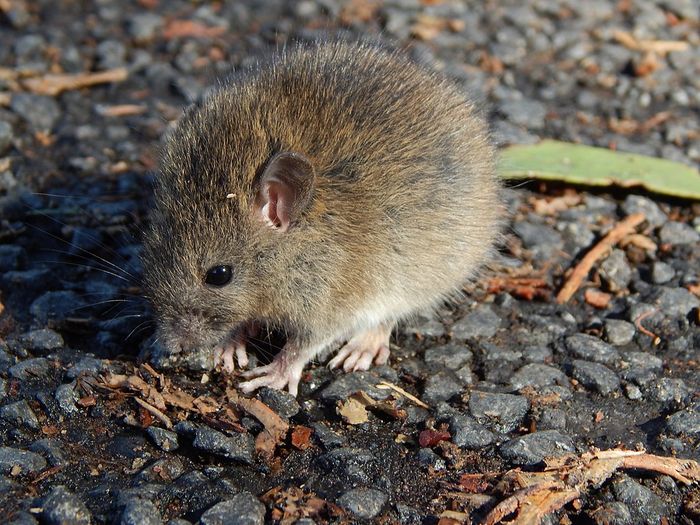 Tikus Polinesia atau tikus Pasifik (Rattus exulans). Suku Māori mengenalnya sebagai kiore, spesies tikus ketiga yang tersebar luas di dunia setelah tikus coklat dan tikus hitam. Asalnya Asia Tenggara, menyebar luas dan bermigrasi ke Polinesia, termasuk Selandia Baru, Pulau Paskah, dan Hawaii.