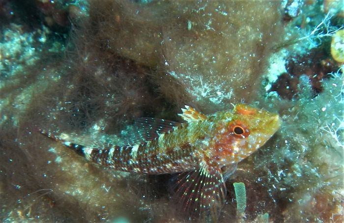 Triplefin diklaim sebagai satu-satunya spesies yang dapat mengubah warna pantulan cahaya sesuka hatinya. 
