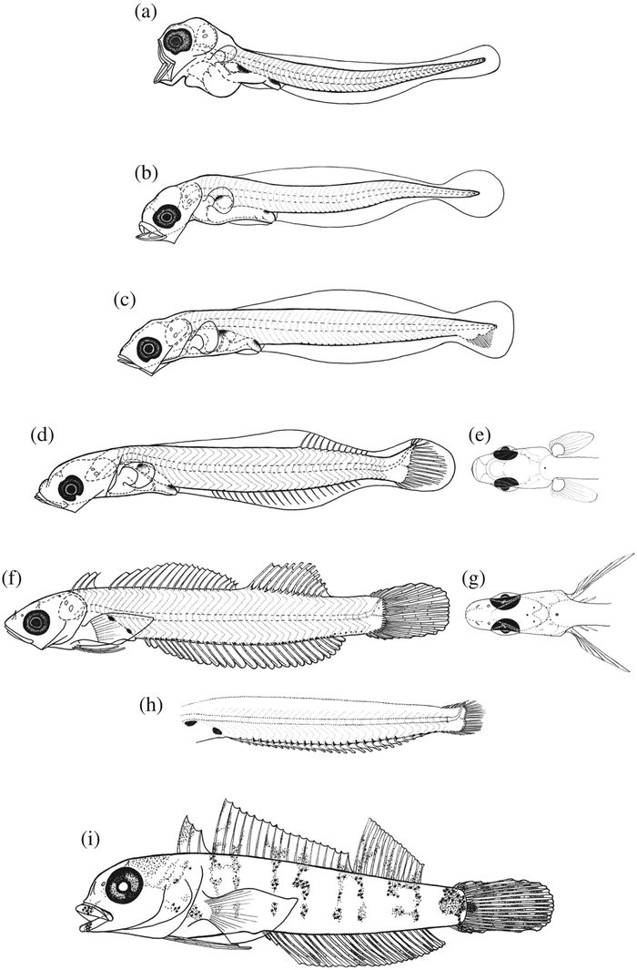 Perkembangan ikan triplefin dalam 'Larval development and allometric growth of the black-faced blenny Tripterygion delaisi'. 