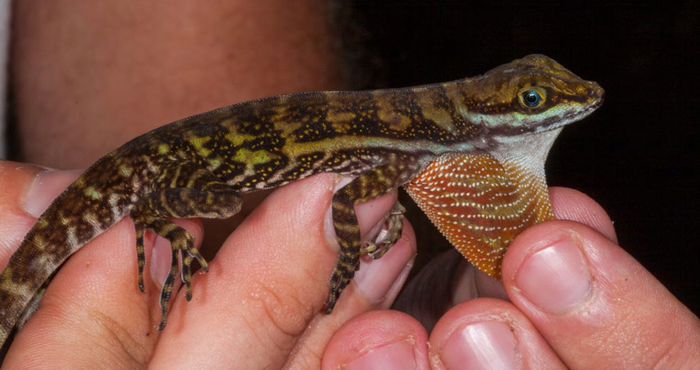 Kadal Anolis jantan ini memiliki lipatan kulit berwarna-warni yang dapat memperpanjang lehernya. Leher ini berfungsi untuk membantu mereka bernapas di bawah air lewat memasok oksigen dari permukaan.