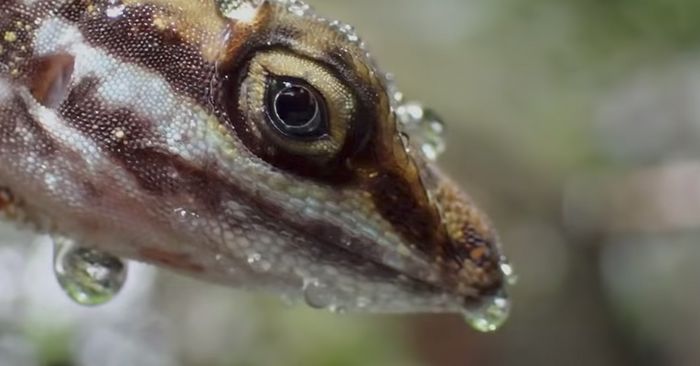 Kebiasaan unik anolis akuatik ditemukan oleh Lindsey Swierk, asisten profesor peneliti ilmu biologi di Binghamton University, State University of New York.