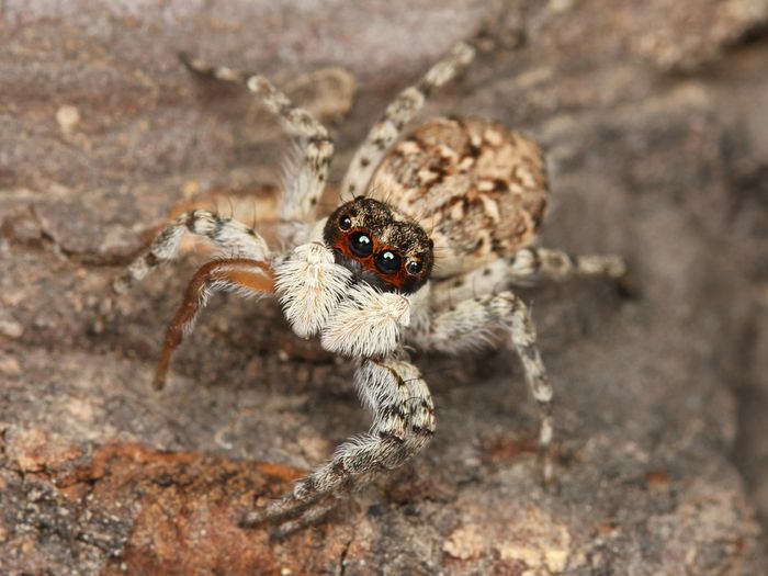 Laba-laba lompat, Menemerus semilimbatus, betina dewasa dari Oakland, California.
