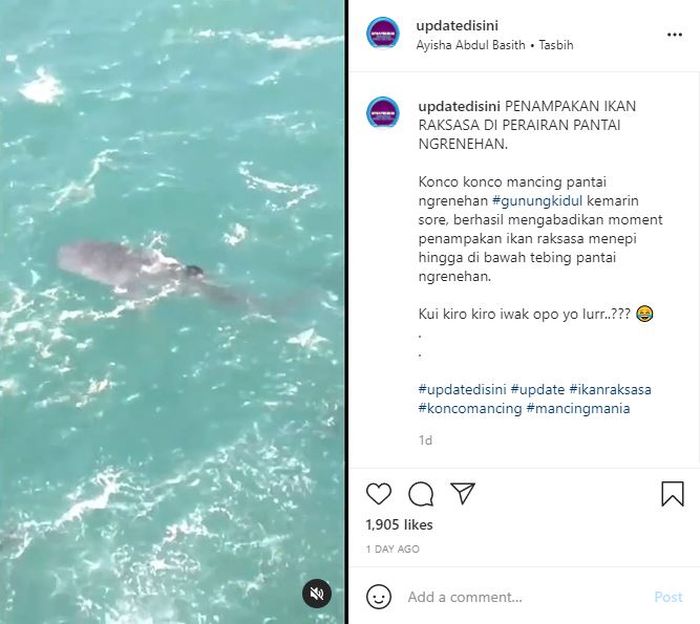 Ikan raksasa di perairan pantai Ngrenehan, Gunung Kidul